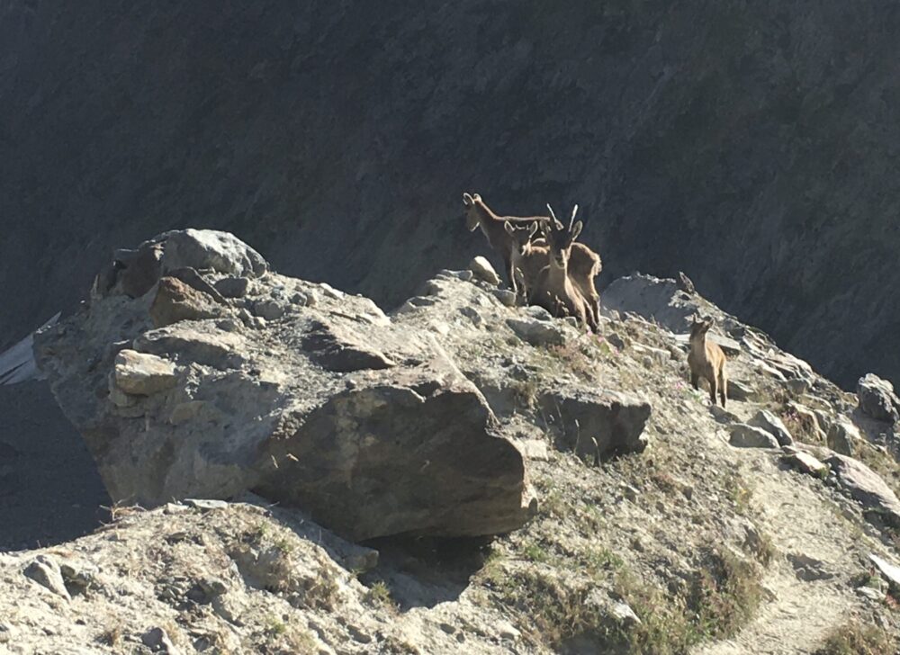 accompagnateur en montagne