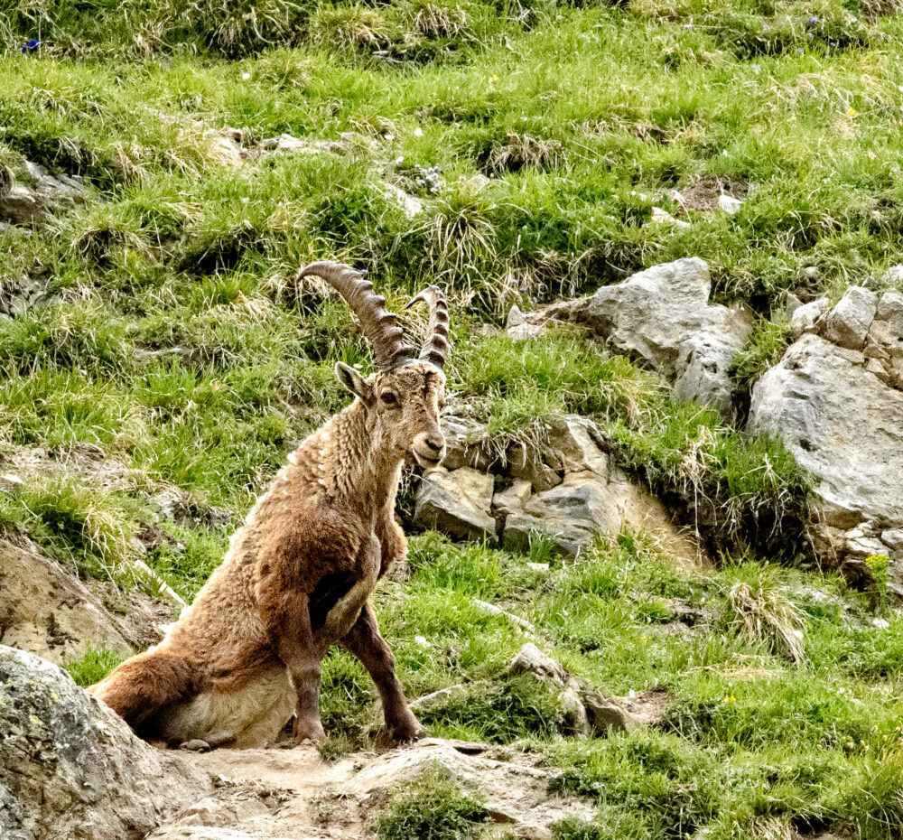 parc national de la Vanoise